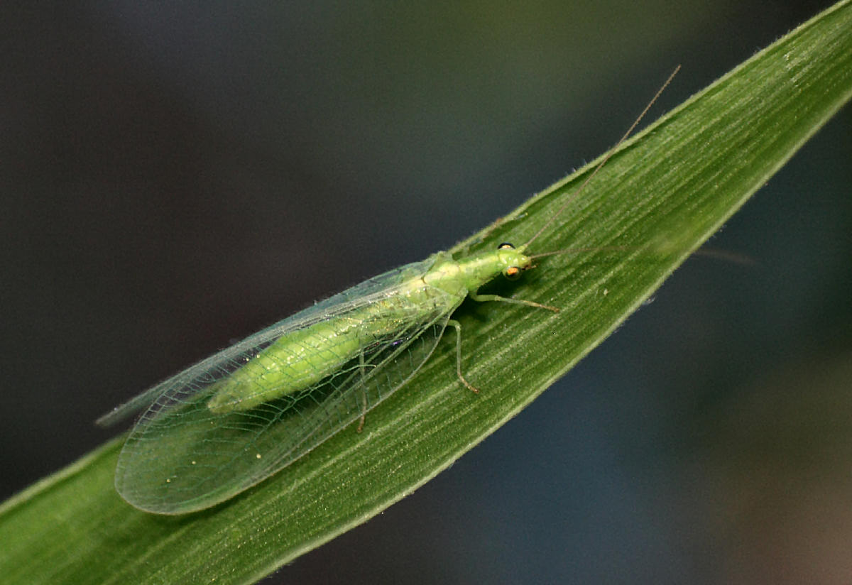 Chrysopa formosa da confermare